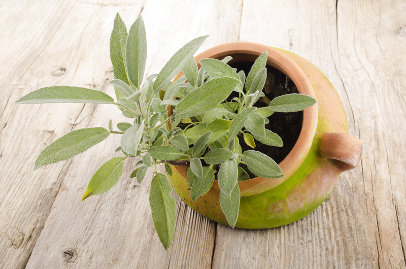 garden design landscape design